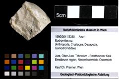 Foto (Objekt + Etiketten) von Eodromites sp. 